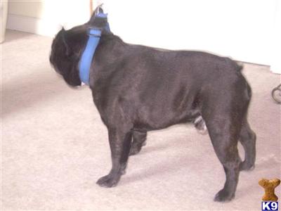 Dogs for Sale in NV